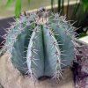 Melocactus_pachycanthus_2